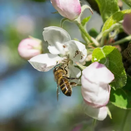 Mostecky Appartement