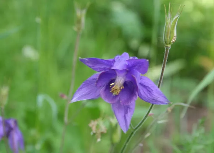 Mostecky フェルラッハ