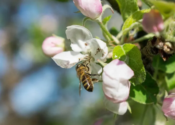 Mostecky アパート